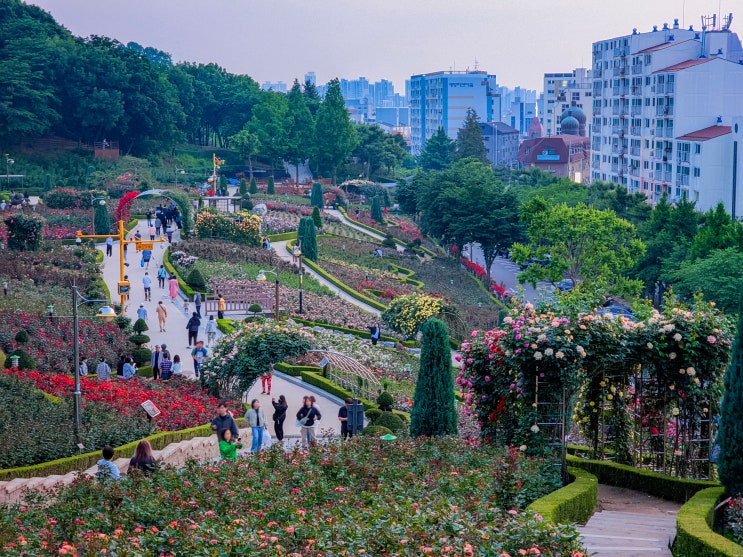  부천 꽃구경 가볼만한곳, 평일 해질녘 보는 백만송이장미원(주차, 가는길)