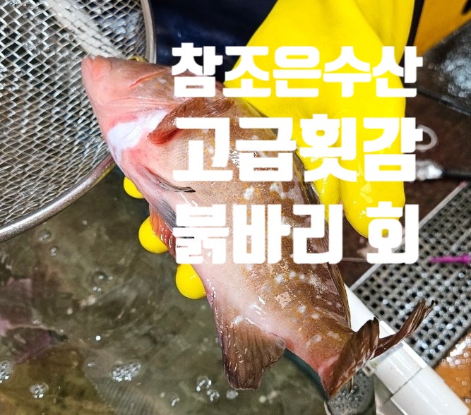 노량진수산시장 | 참조은수산 내돈내산 여름 제철인 붉바리 회 가격 그리고 오로시 매운탕 레시피