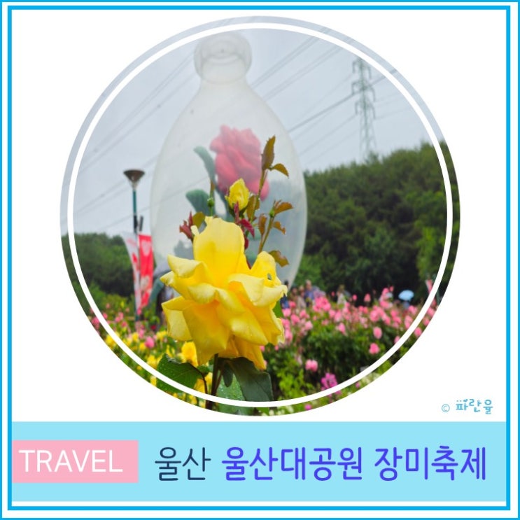  2025 울산대공원 장미축제 실시간 개화상태 입장료 주차 부산경남 5월 꽃축제