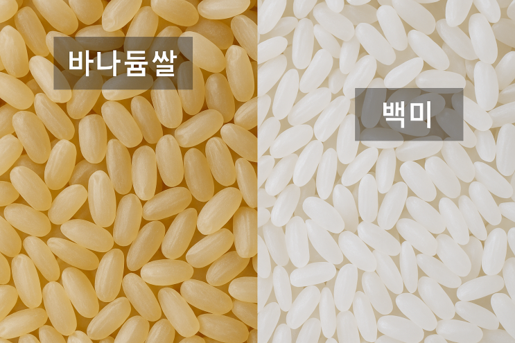  바나듐 쌀, 혈당 걱정되는 당신에게 맞는 쌀일까?