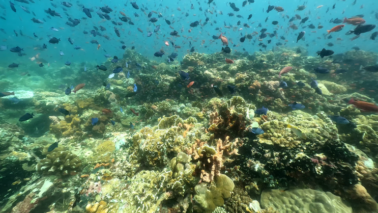  화산섬 베르데에서 즐기는 스쿠버다이빙 Verde Scubadiving