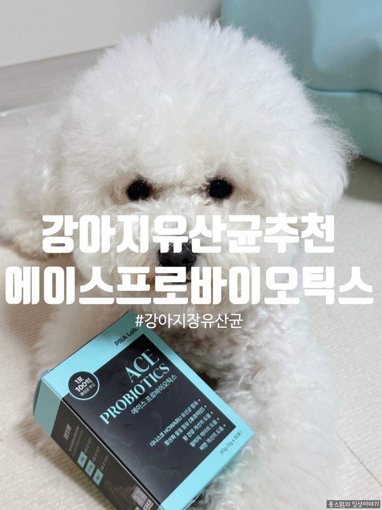 강아지변비에 좋은 강아지유산균추천 에이스프로바이오틱스 급여후기 feat퐁이먹방