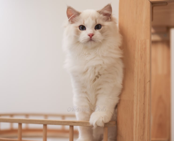  랙돌캐터리 추천 렉돌 고양이 종류, 매력적인 블루 링스 바이컬러 특징