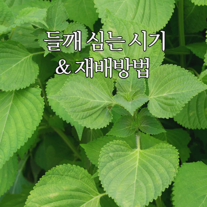  들깨 심는 시기와 재배 방법 총정리 : 초보자도 쉽게 따라하는 가이드
