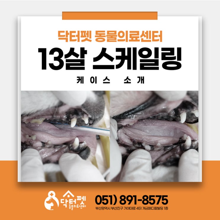  우리집 강아지 나이가 많은데 스케일링 괜찮을까요 부산 노령견 동물병원
