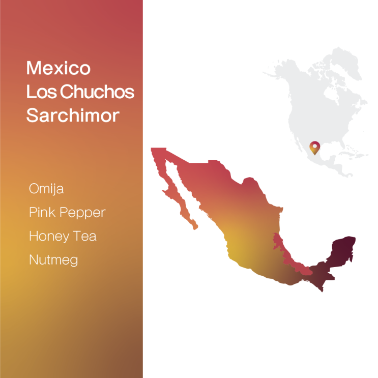  [생두 & 로스팅 리뷰] - 멕시코 로스 추초스 사치모르 2024 COE #7 - Mexico Los Chuchos Sarchimor 2024 COE #7