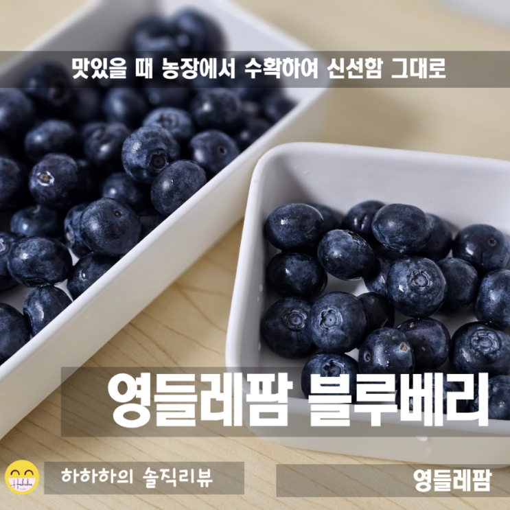  영들레팜 안토시아닌이 풍부한 농장 직송 유레카 블루베리