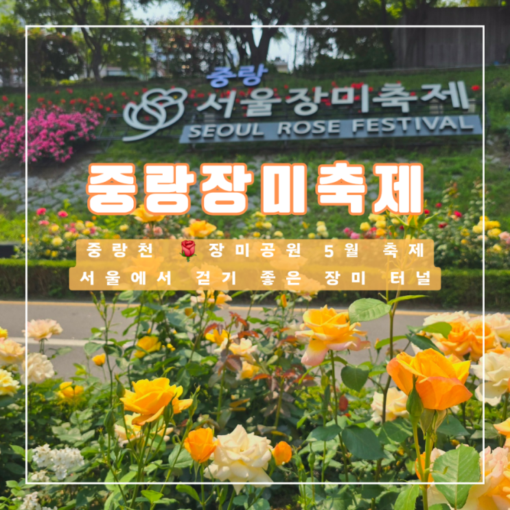  5월 서울 장미 축제는 끝났지만 중랑장미공원 터널의 개화 정도는 아직도 좋아요