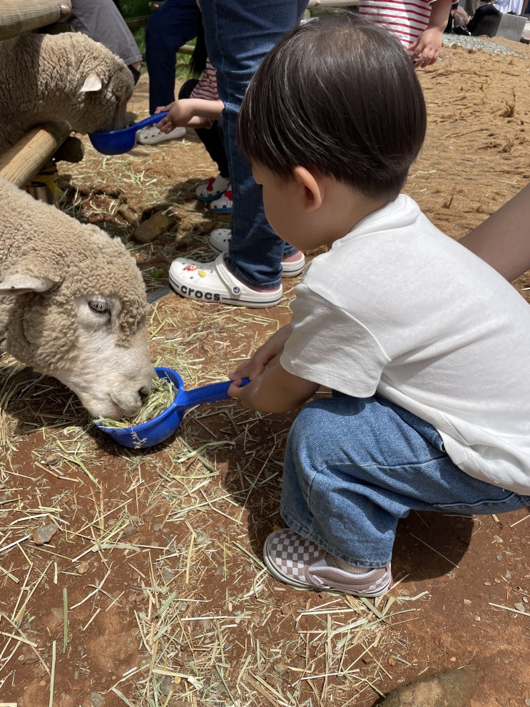  거제 아이와 가볼만한곳 숲소리공원 양떼목장 체험가능