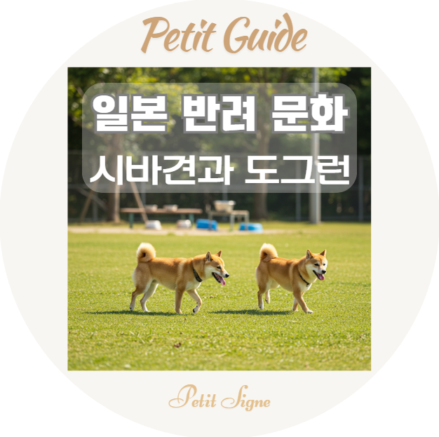  시바견에게 도그런이란?｜일본 반려 문화의 상징