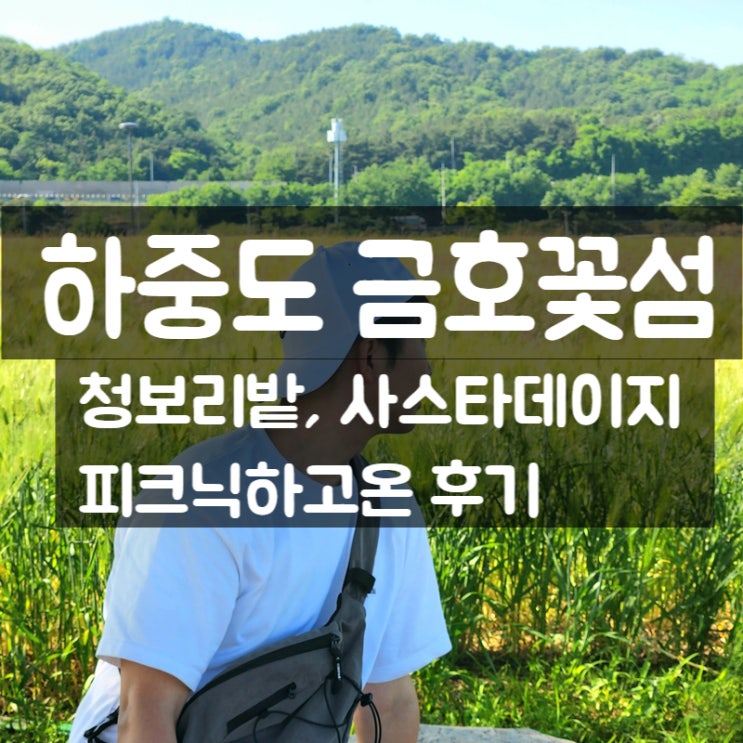  대구 하중도 청보리밭 샤스타데이지 명소 – 금호강 피크닉 여행기