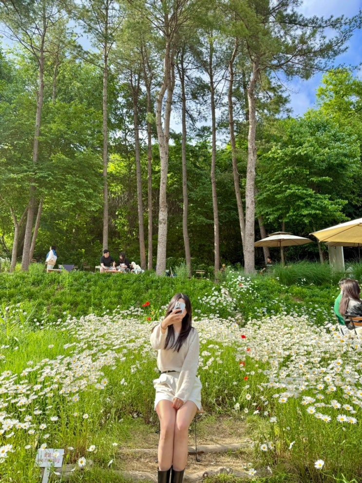  [파주] 필무드 대형 카페 데이지꽃 5월 개화상황 메뉴추천 꿀팁