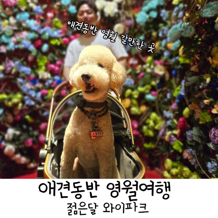  애견동반 영월여행, 카페 겸 전시장<젊은달 와이파크> 대형견 가능!