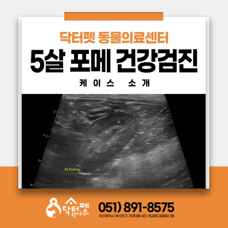  교통사고 이력 있는 5살 포메라니안 정밀 건강검진 스케일링 부산 강아지 동물병원