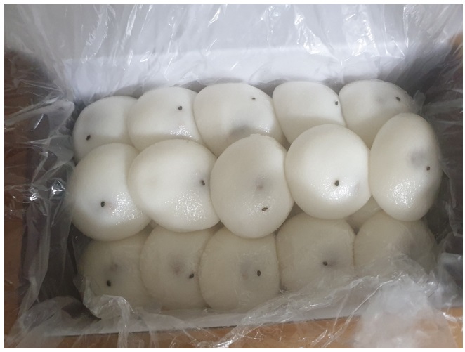  천연 발효떡 설잔기지떡 천안 불당동 떡 맛집