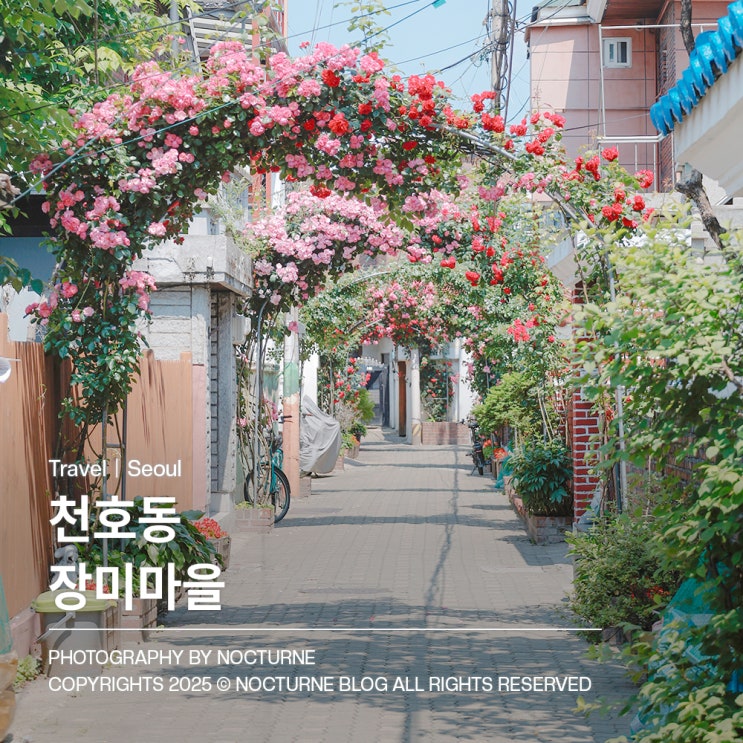  서울 가볼만한 곳 :  천호동 장미마을 장미터널 산책하기 좋은곳