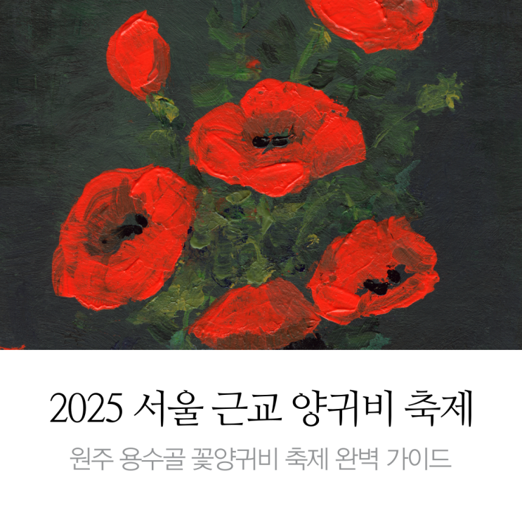  [2025 서울 근교 양귀비 축제] 원주 꽃양귀비 축제 완벽 가이드