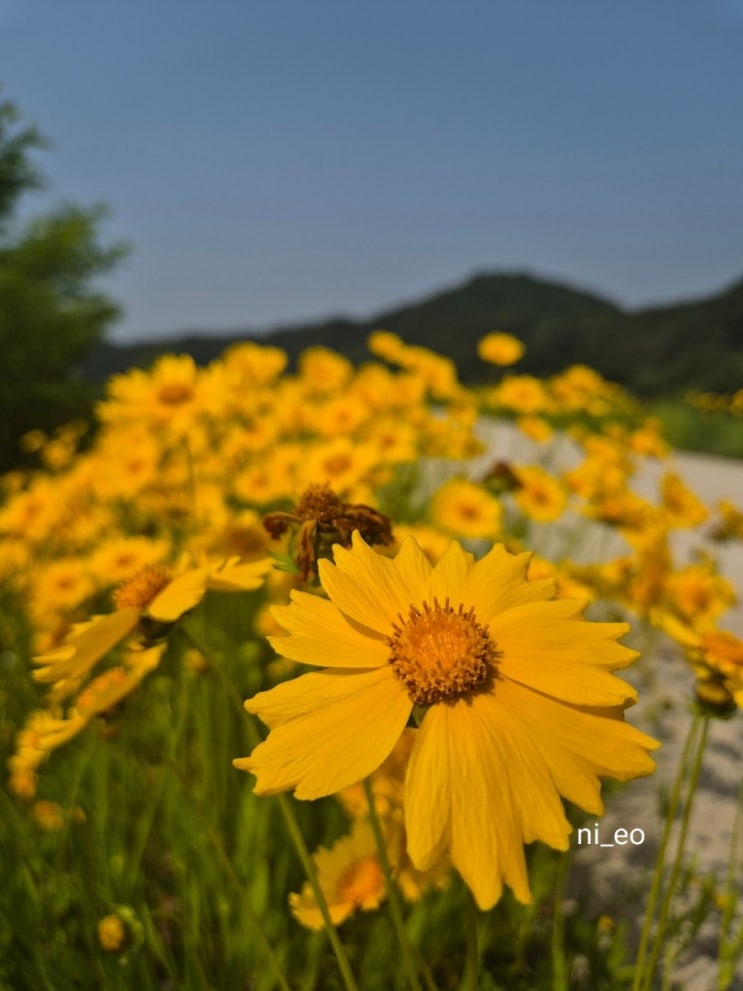  길가 노란꽃 ㆍ큰 금계국 / 금계국 차이점