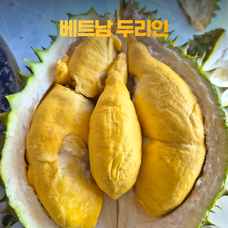 베트남 두리안 제철 농장 수확 베트남 두리안 제철 농장 수확