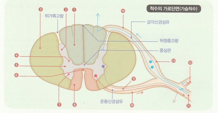척수(원뿔/팽대부/종말끈/회색질/백색질/신경절/말총/경질막) 위치 및 척수(오름/내림)신경로, 척수신경 및 척수분절