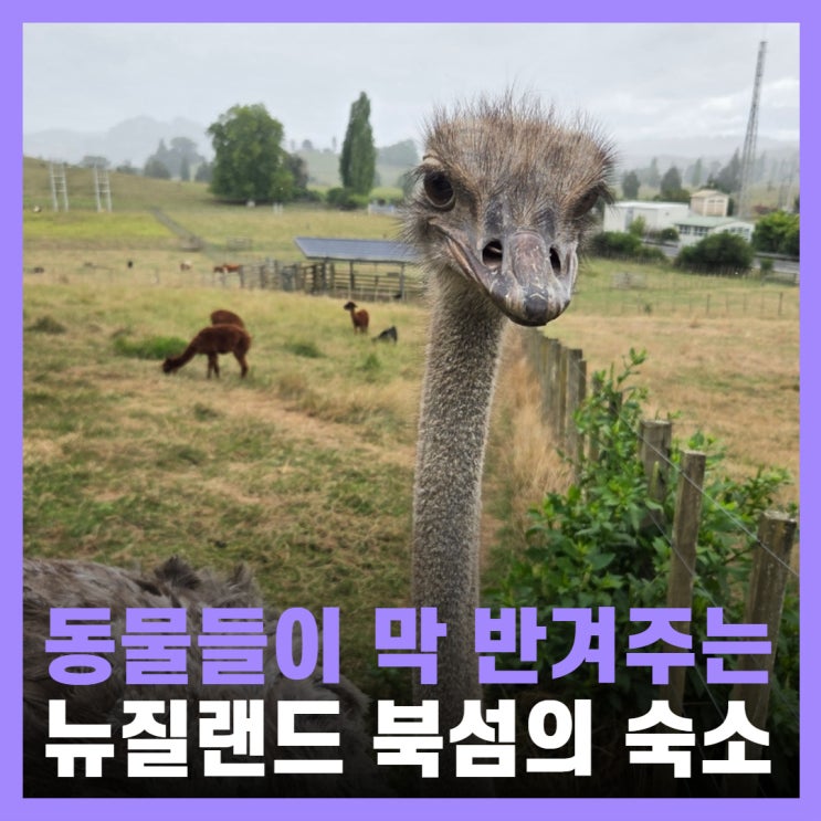  뉴질랜드 북섬 여행 와이토모 동물천국 숙소