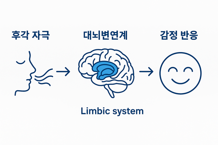  후각이 심신 건강에 미치는 영향 – 파비 플로라로 경험한 치유의 향기