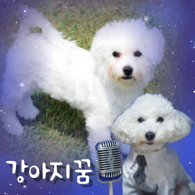 흰색 강아지꿈 검은색 개꿈 색깔별 해몽 총정리