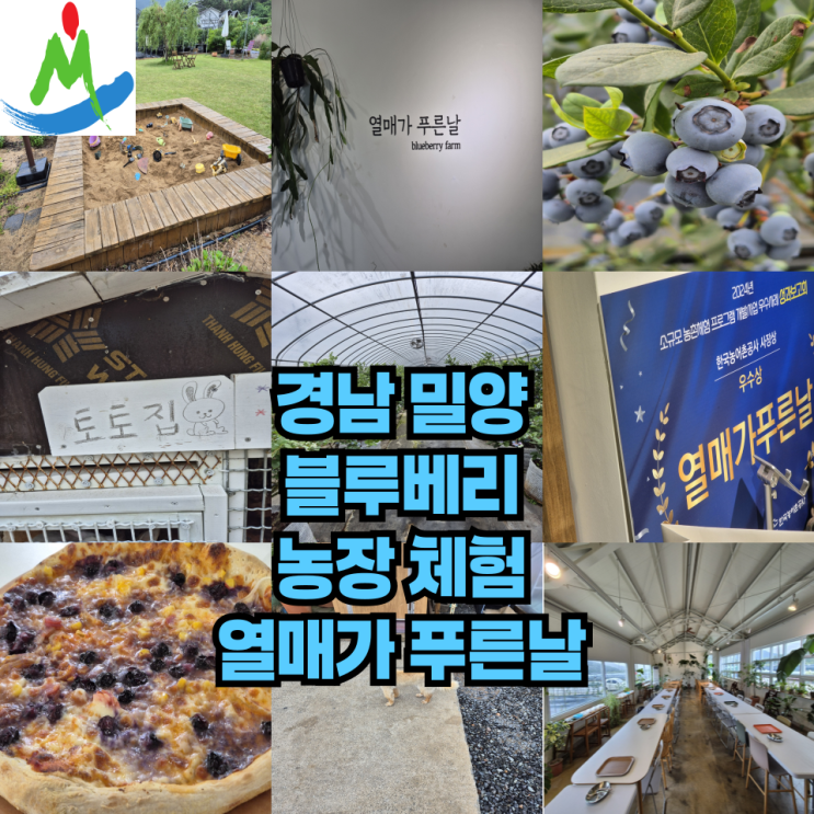  경남 밀양 열매가 푸른날 블루베리 농장 체험