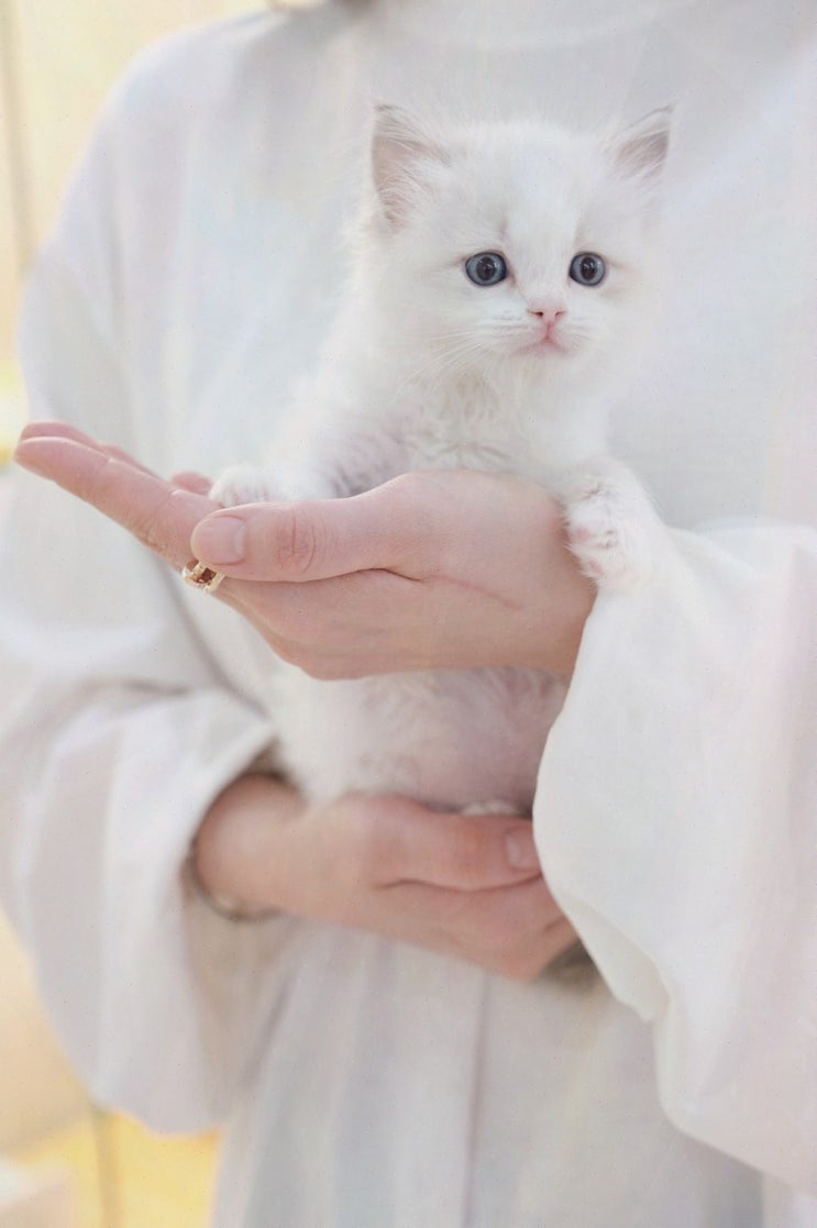  부산고양이분양 퍼스트캣 부산점, 사랑스러운 부산먼치킨분양으로 새로운 가족을 만나다