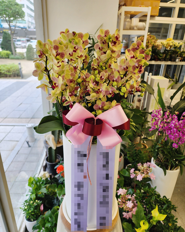  [전시회서양란, 서양란 당일배송] 인사동 갤러리 은 으로 배송해드린 전시 축하 풍성하게 심어드린 호접란