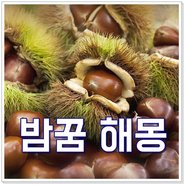먹는 밤꿈 해몽 알밤줍는꿈 달콤한 밤꿈 풀이