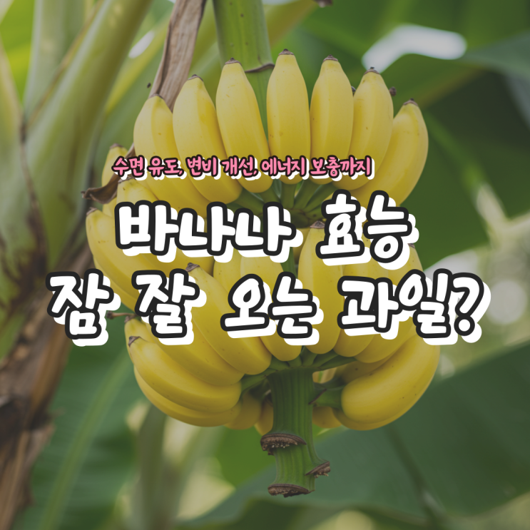  바나나 효능 – 잠 잘 오는 과일? 수면 유도, 변비 개선, 에너지 보충까지