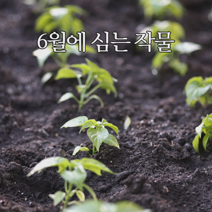  6월에 심는 작물 총정리 초보 텃밭 재배 가이드