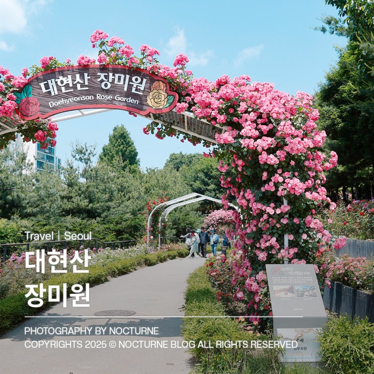  서울 가볼만한 곳 : 성동구 대현산 장미원 숨은 장미 명소 추천