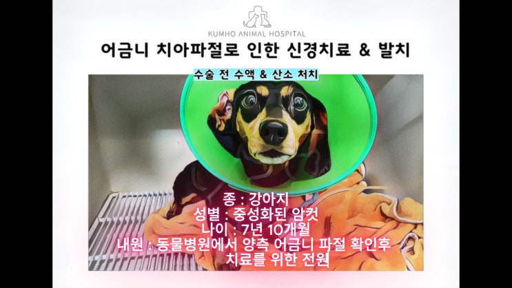  7살 강아지의 부러진 어금니 뽑지 않고 치료하기 - 광주 서구 강아지 치과 특화 금호동물병원