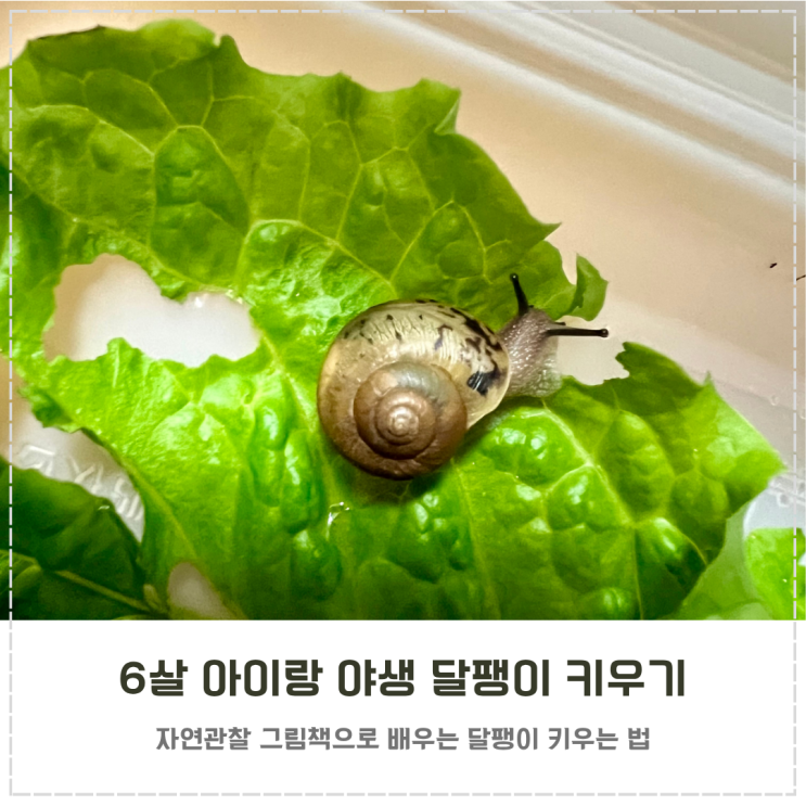  아이랑 자연관찰 그림책으로 야생 달팽이 키우기