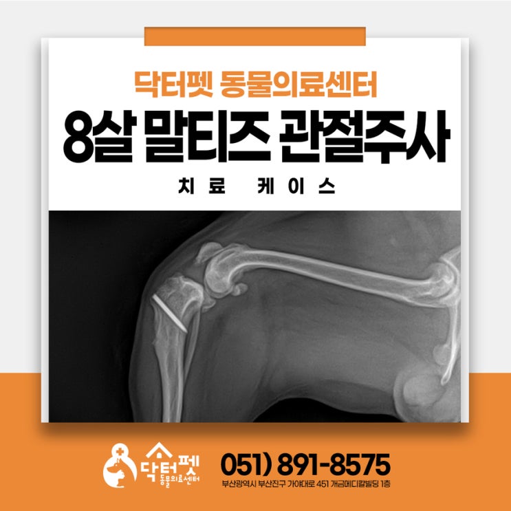  수술은 힘든데? 8살 말티즈 무릎 관절 주사 치료 케이스 부산 강아지 정형외과 동물병원 조인트벡스