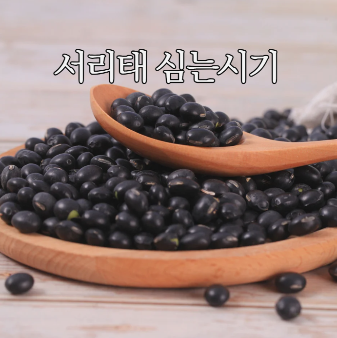  서리태 심는시기와 재배방법 총정리