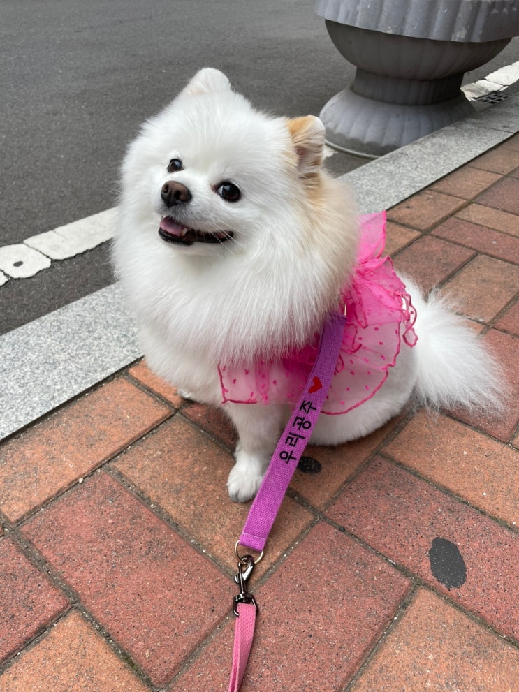  자수하는에스언니 산책갈때 필수템 강아지네임택 강아지이름표