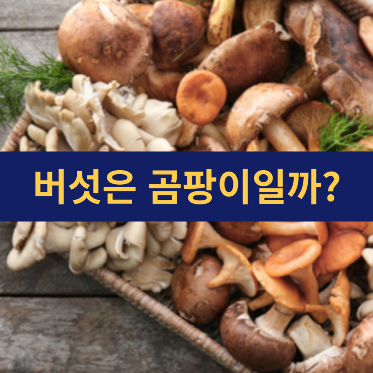  버섯 효능 | 곰팡이 종류 | 곰팡이지만 먹어도 되는 버섯 | 왜일까?
