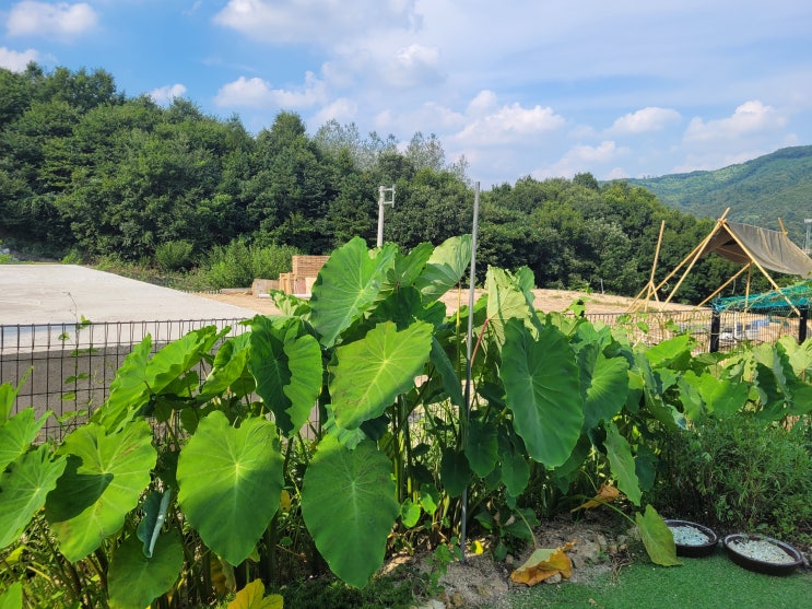  토란 지금 심어도 돼요, 국산 토란줄기