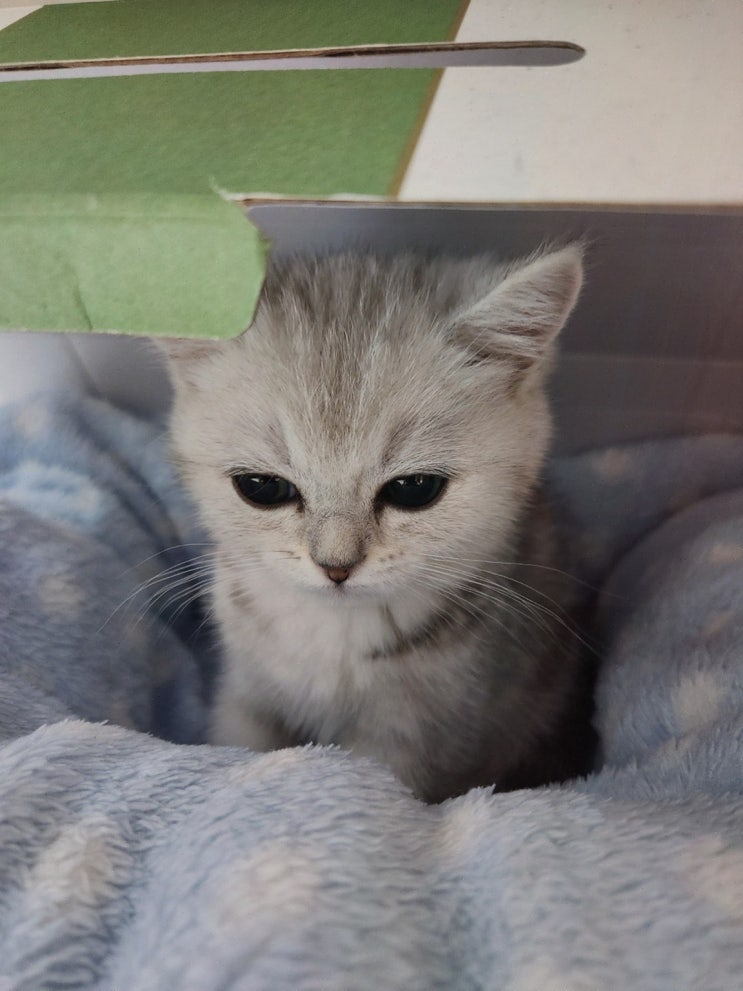  고양이 입양을 위한 다양한 선택지, 대전고양이분양 퍼스트캣 대전점