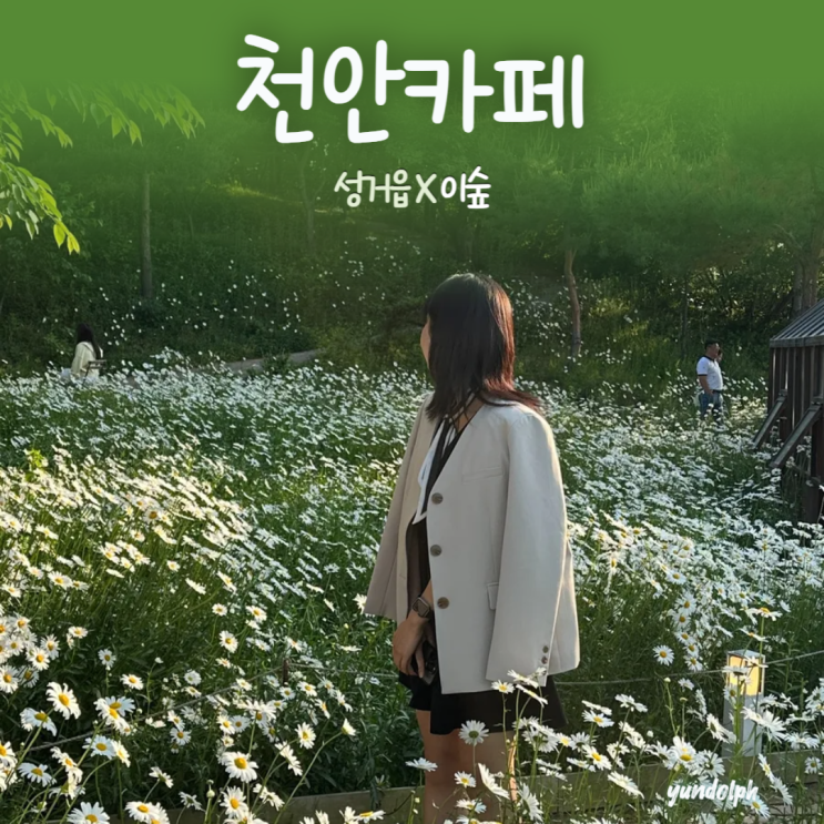  [천안카페] 성거읍 데이지 꽃 만개한 ‘이숲’ (~6월 중순까지)