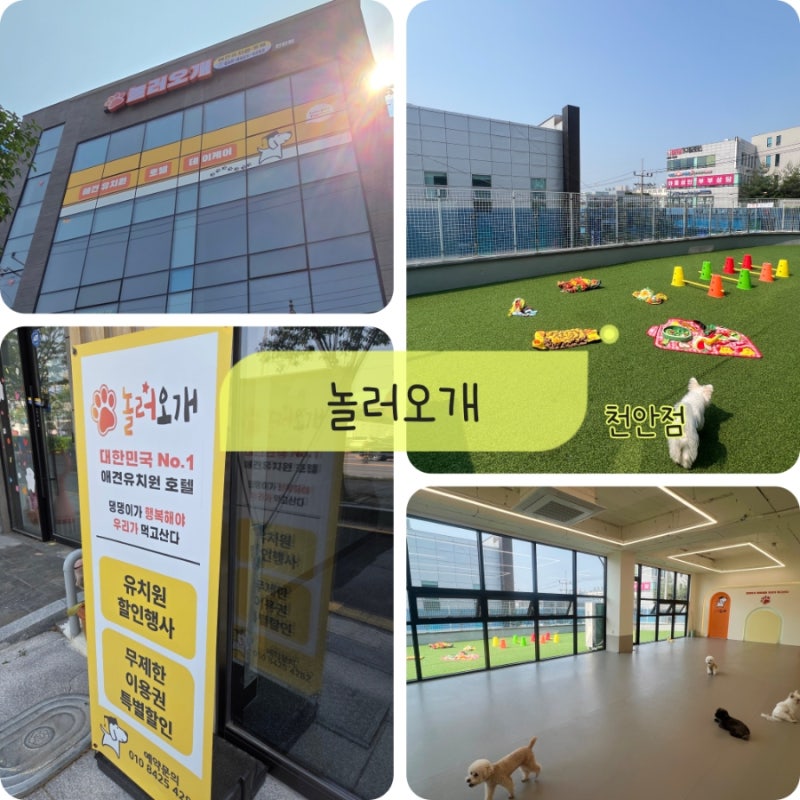 놀러오개 애견유치원 애견호텔 천안점