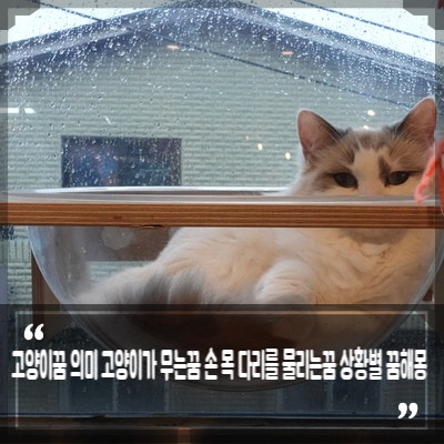 고양이꿈 의미 고양이가 무는꿈 손 목 다리를 물리는꿈 상황별 꿈해몽