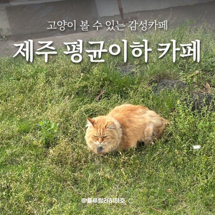  제주 애월 평균이하 카페 고양이가 반겨주는 곳