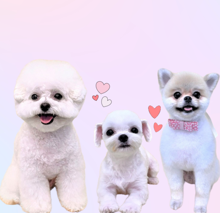  인계동 애견미용학원에서 취업과 창업까지 준비해요