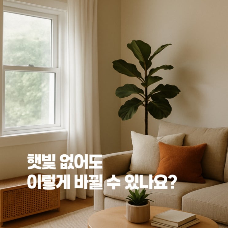  햇빛 안 드는 집일수록 이 관리 꼭 하세요