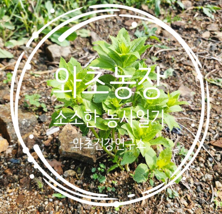  와초농장 농사일기, 5월 싱그러운 초록의 속도로 자라는 날들
