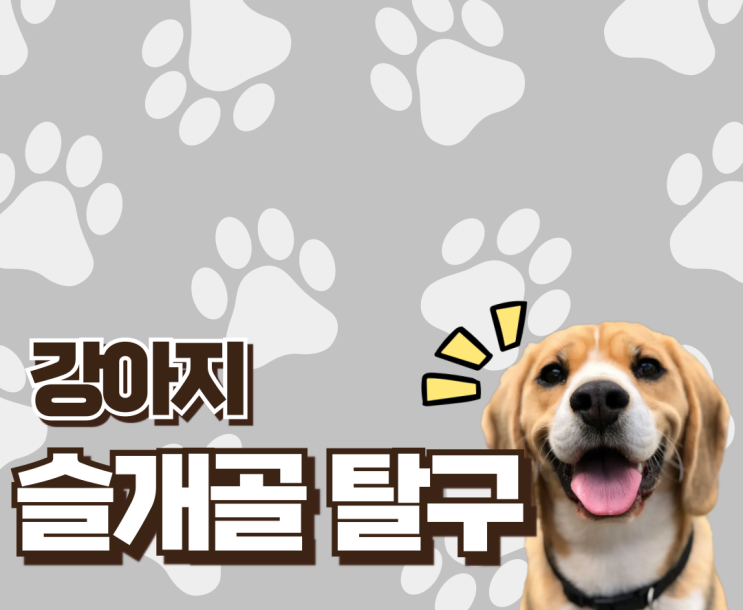  강아지 슬개골 탈구, 제대로 알고 치료해요